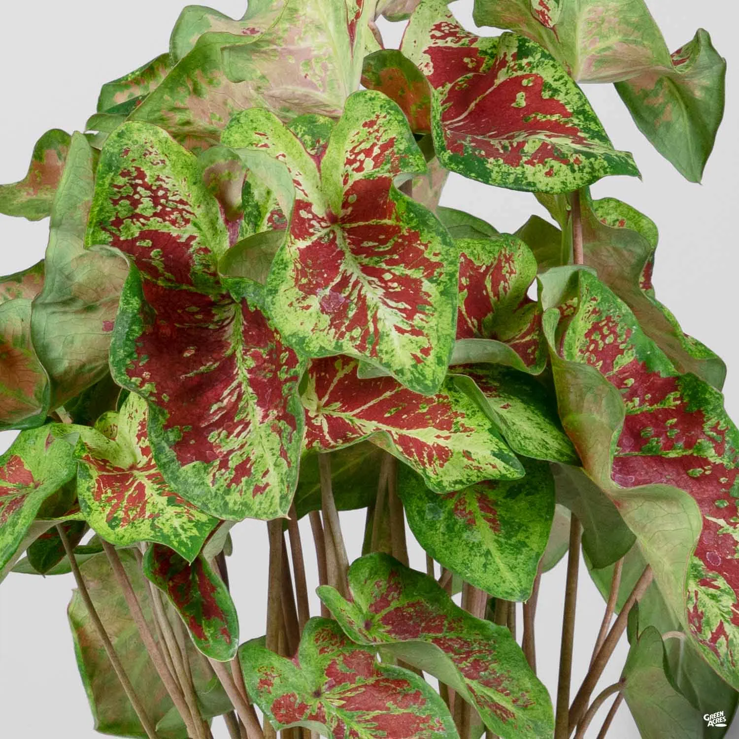 Caladium
