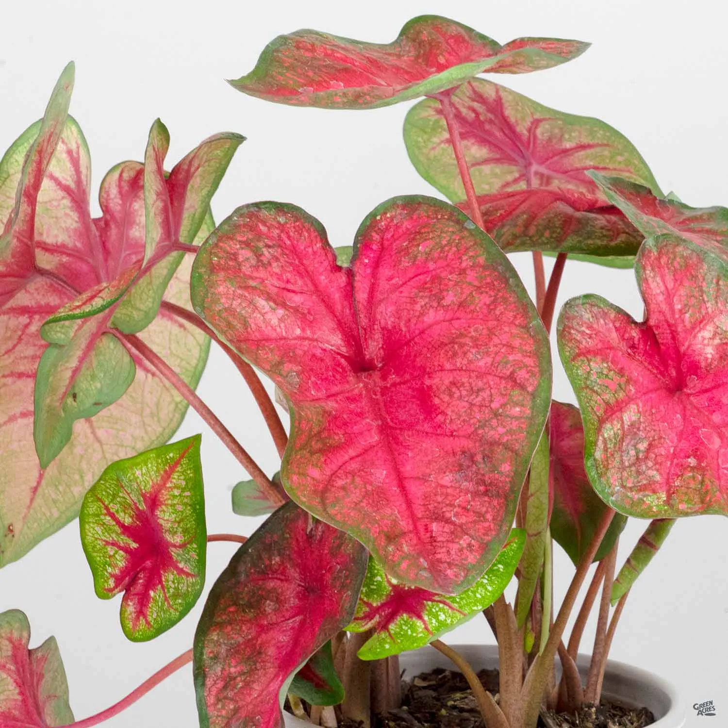 Caladium