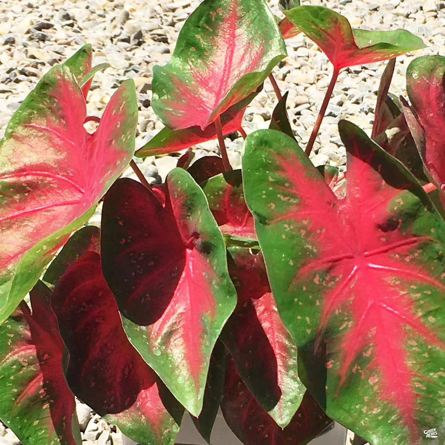 Caladium