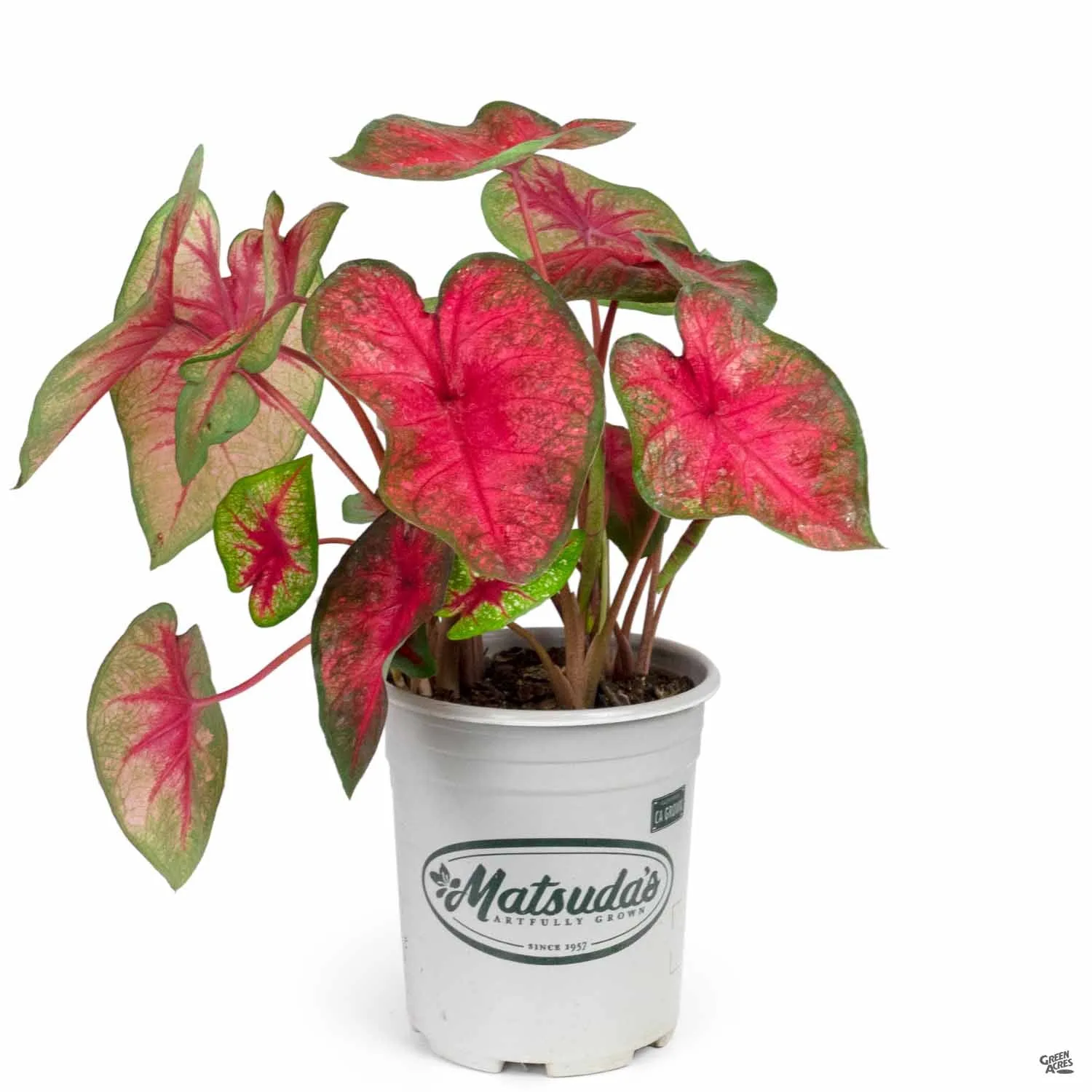 Caladium