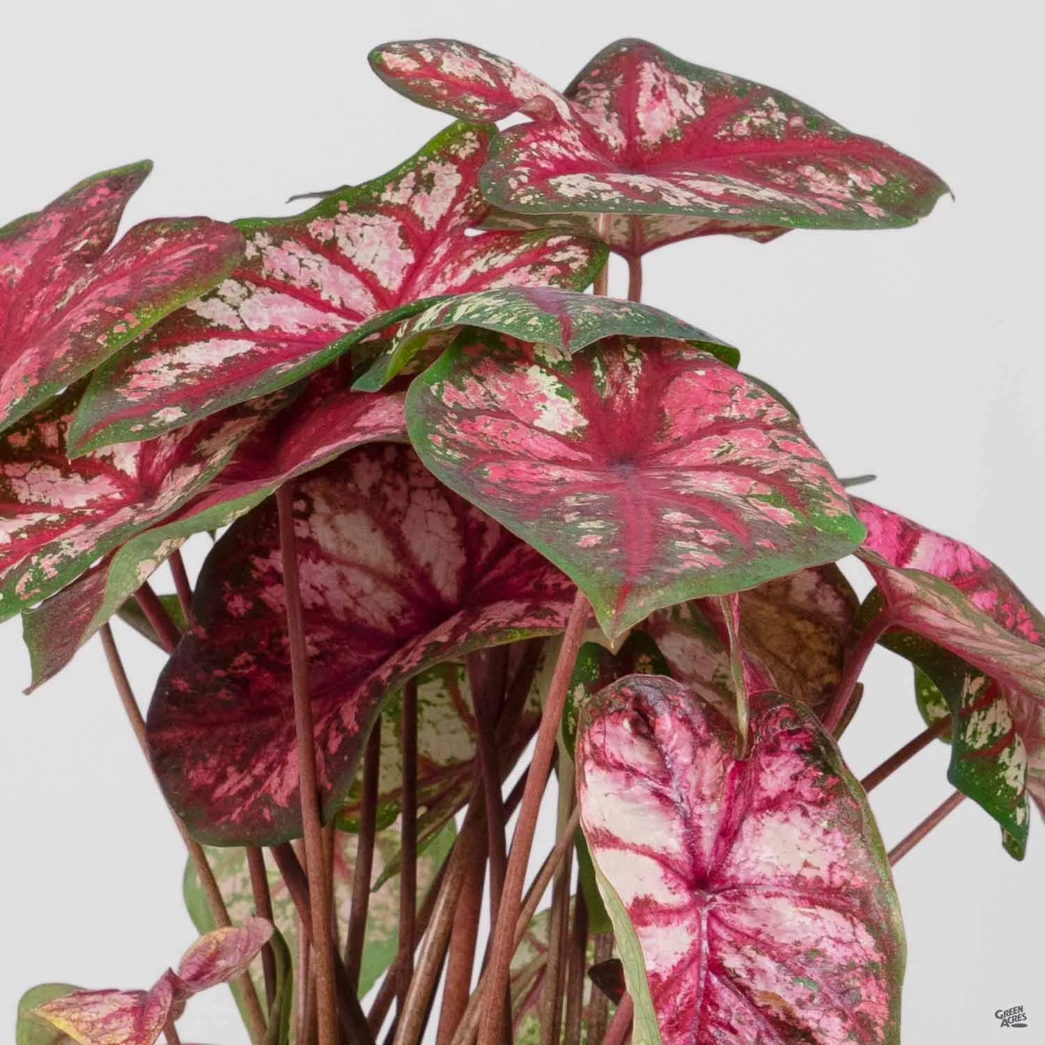 Caladium