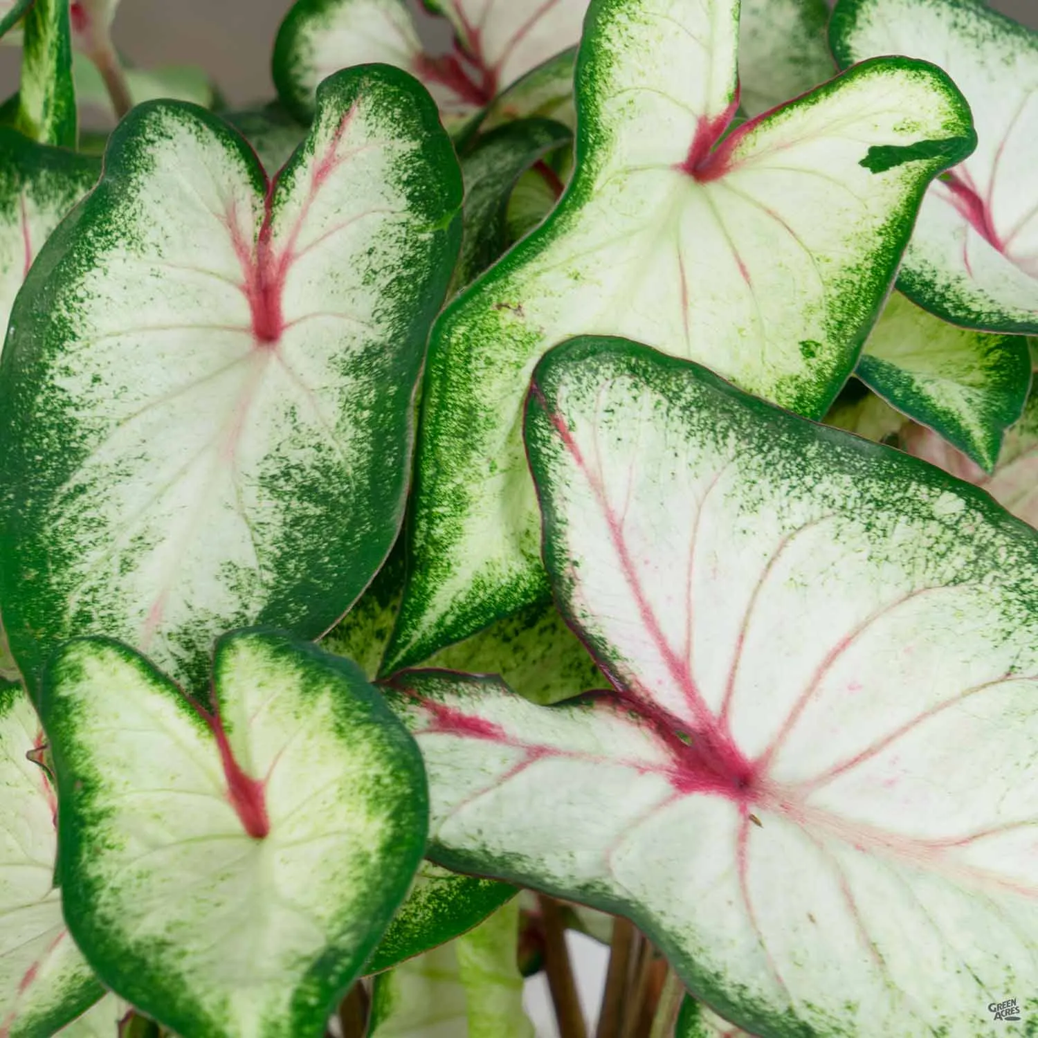 Caladium
