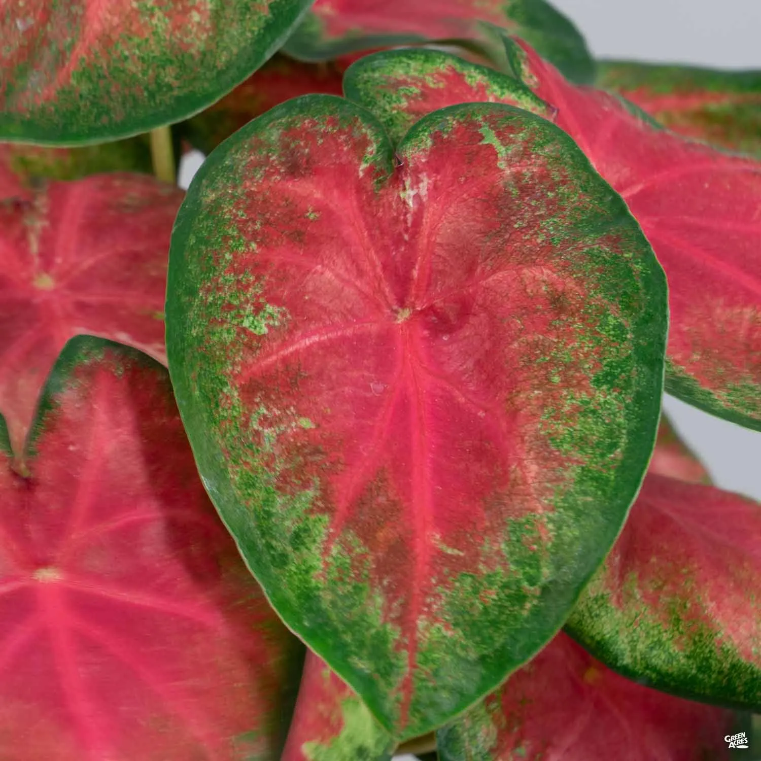 Caladium