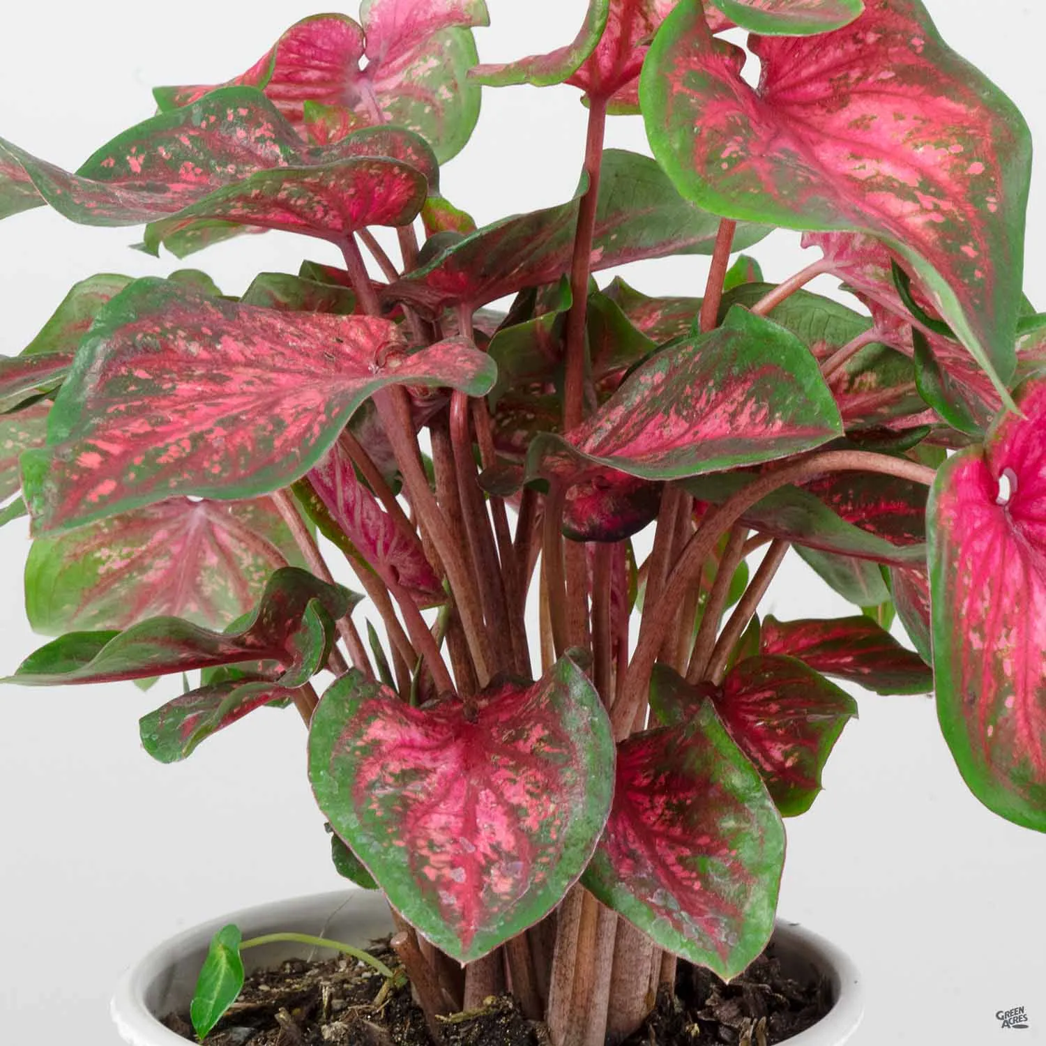 Caladium
