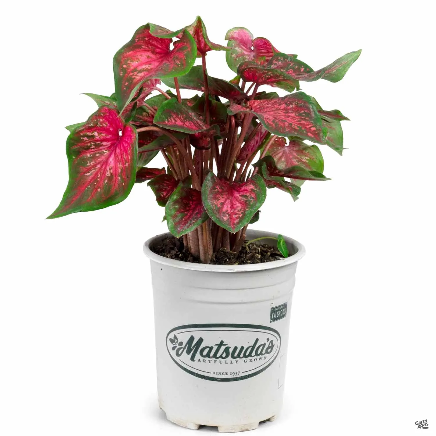 Caladium