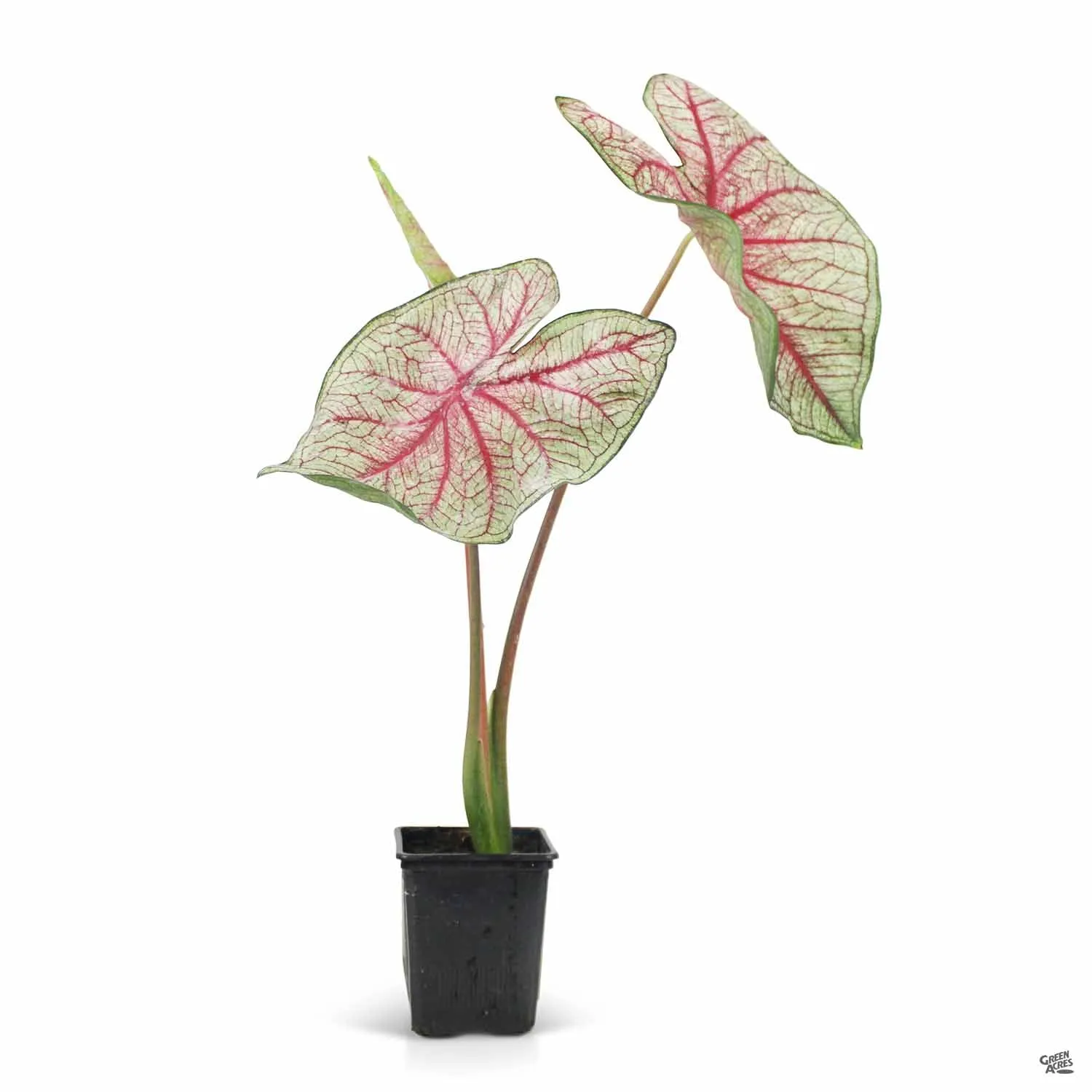 Caladium